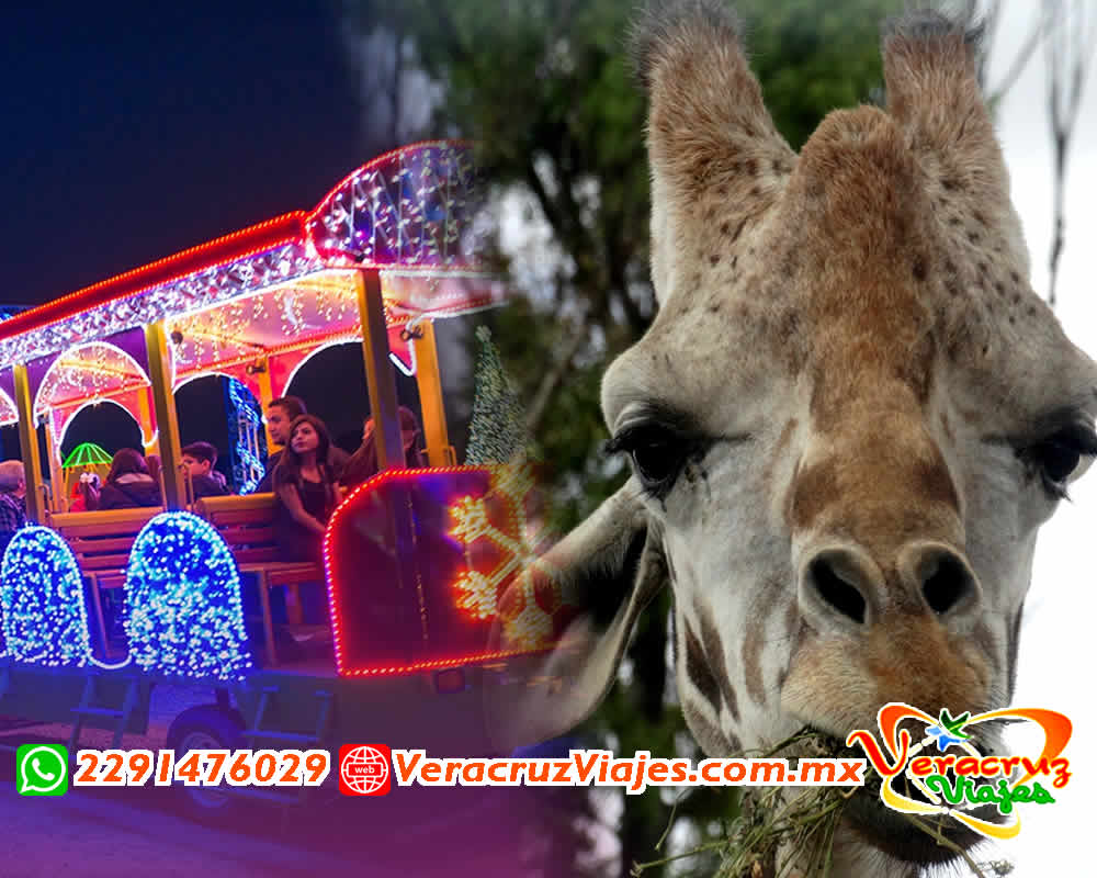 Excursión a Africam Safari y BrillaFest Saliendo de Veracruz, Cardel y Xalapa
